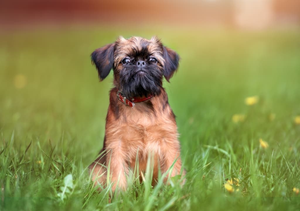 brussels-griffon