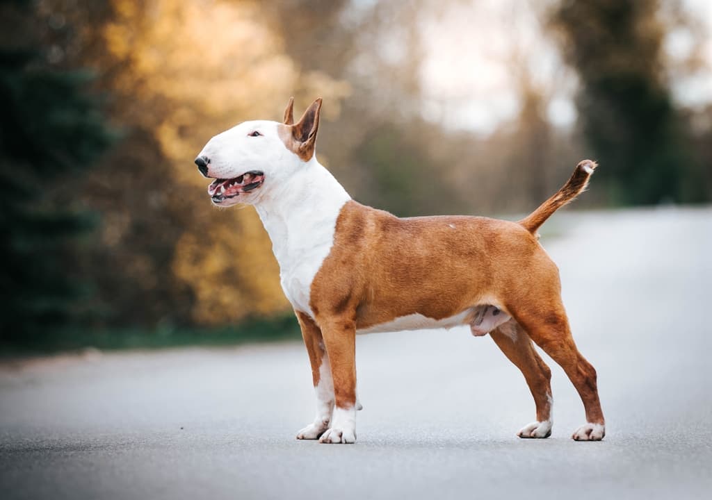 bull-terrier