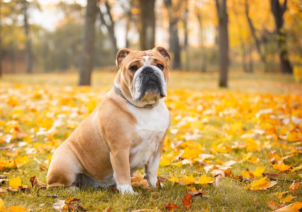 bulldog