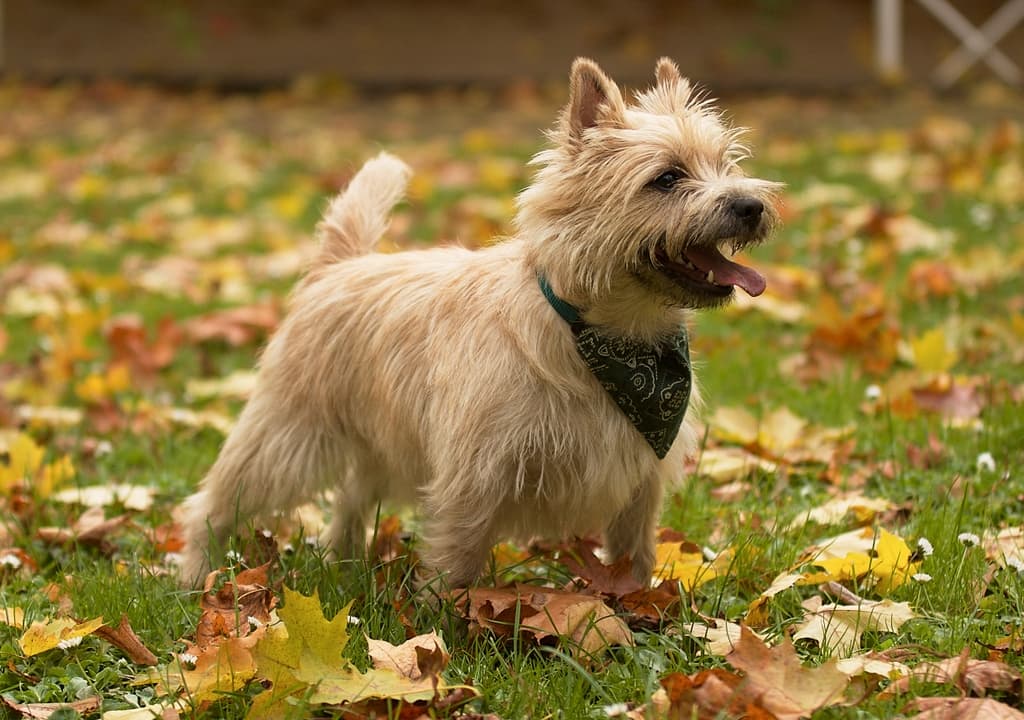 cairn-terrier
