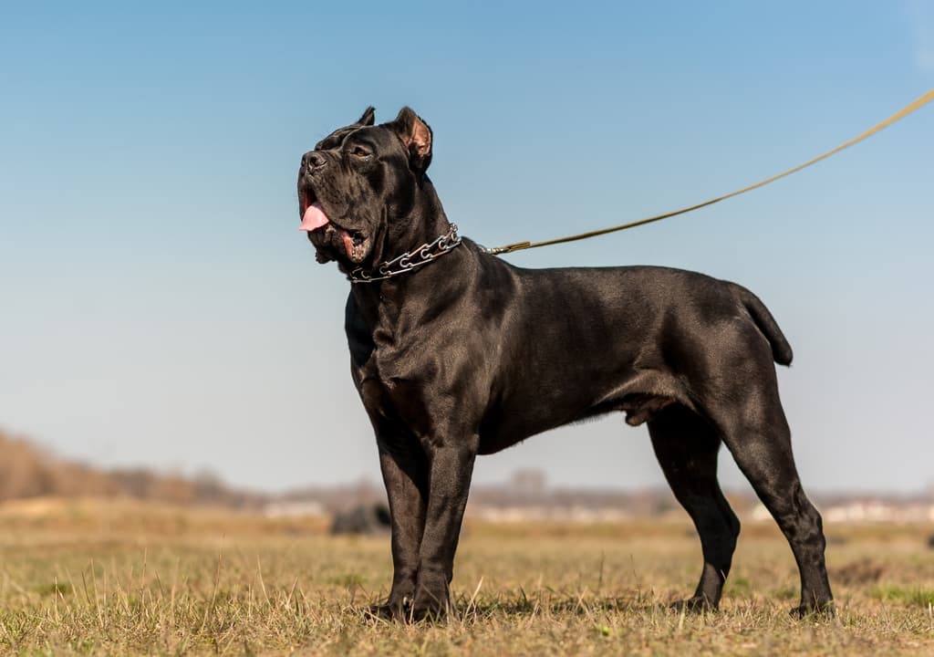 cane-corso