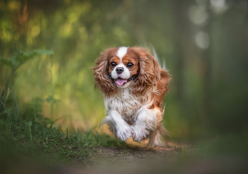 cavalier-king-charles-spaniel