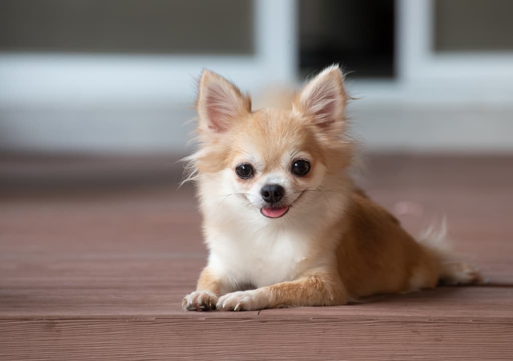 chihuahua