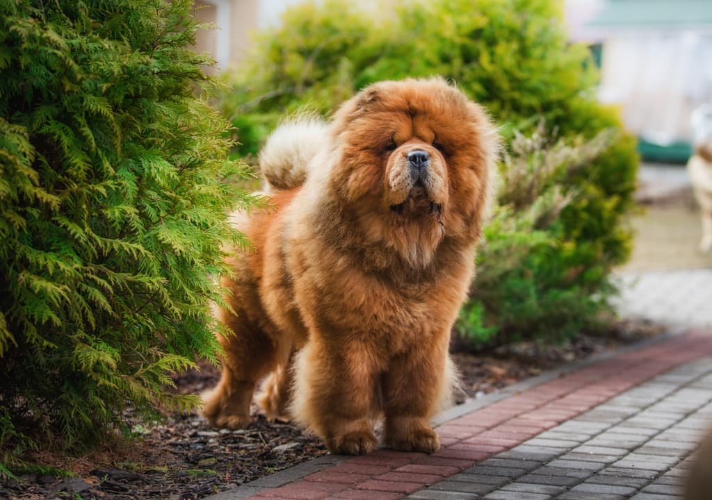 chow-chow
