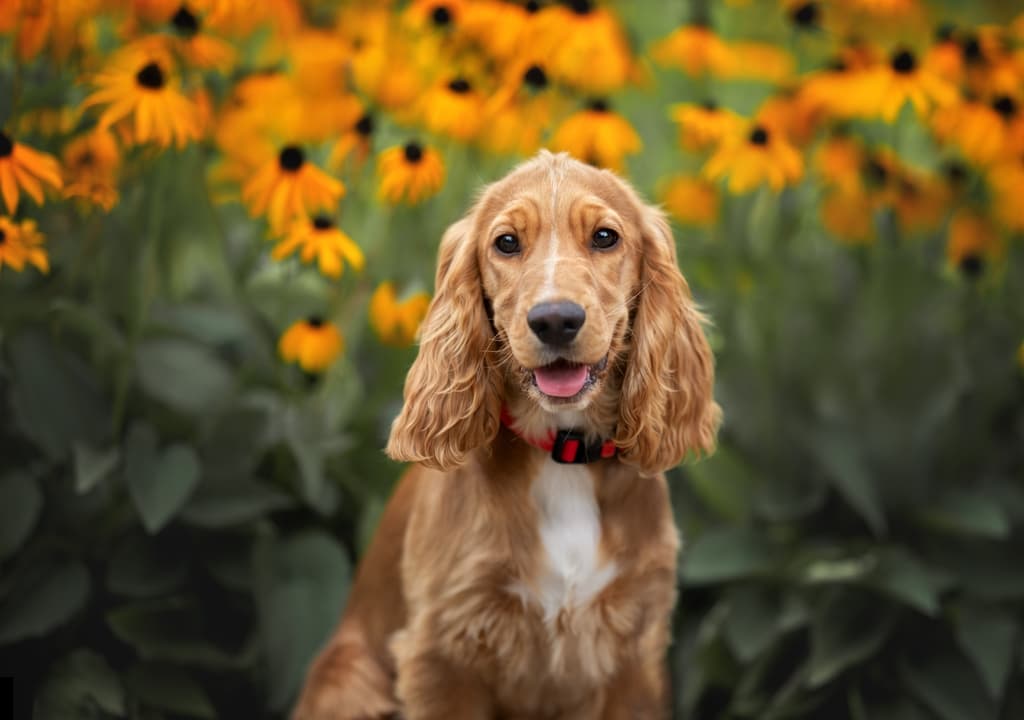 cocker-spaniel