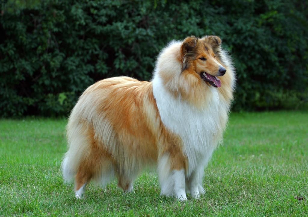 collie
