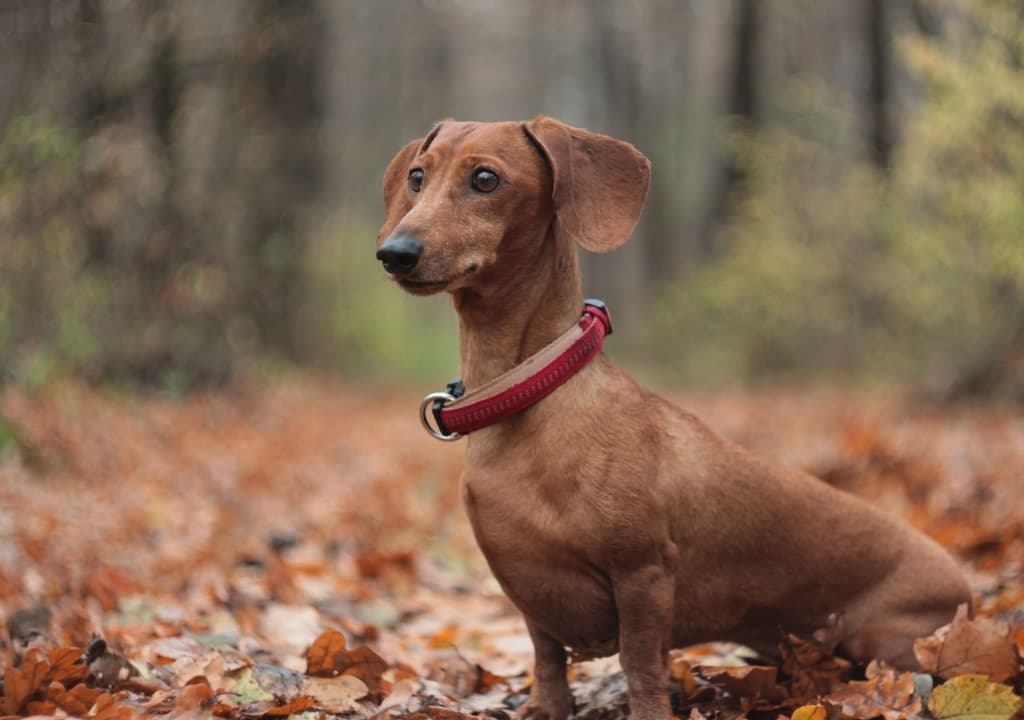 dachshund