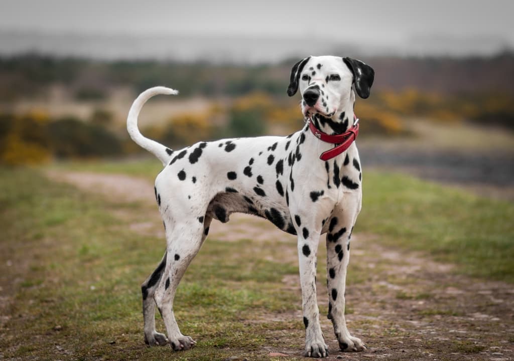 dalmatian