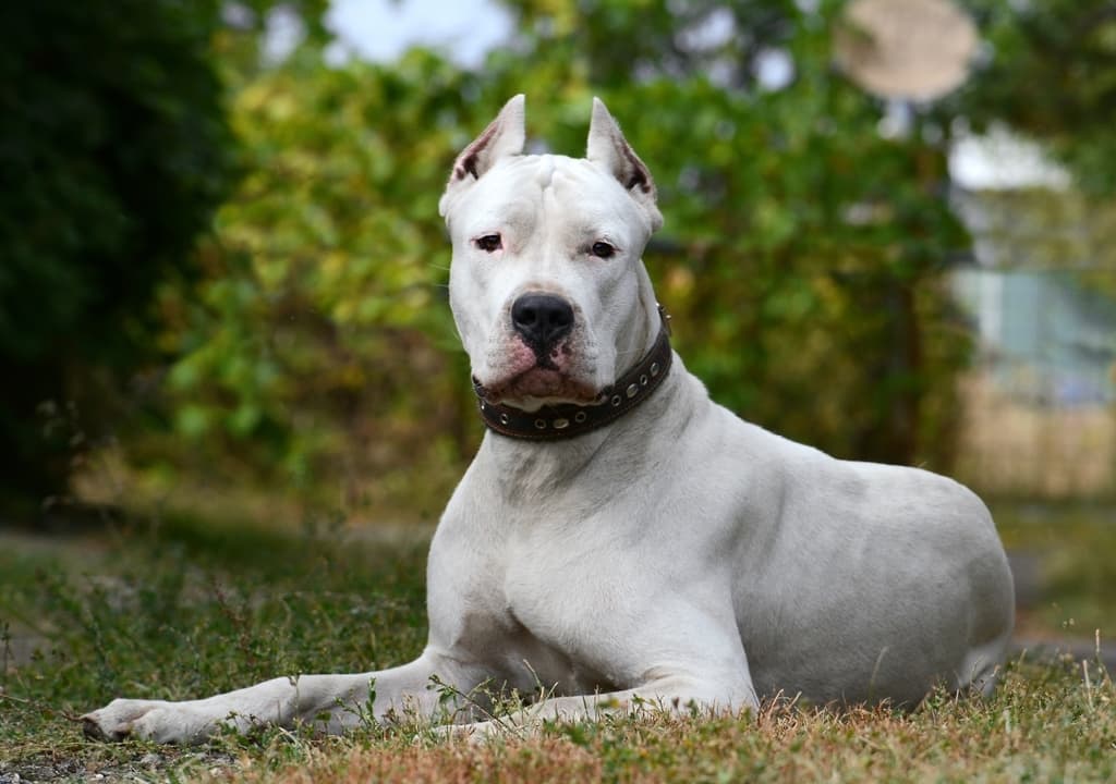 dogo-argentino