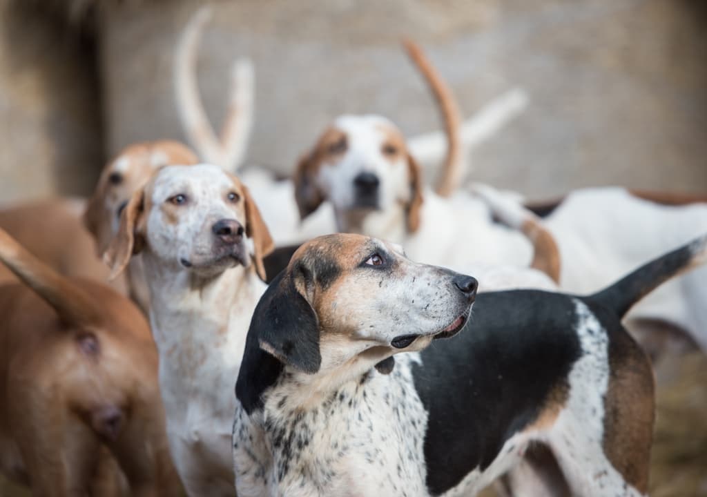 english-foxhound