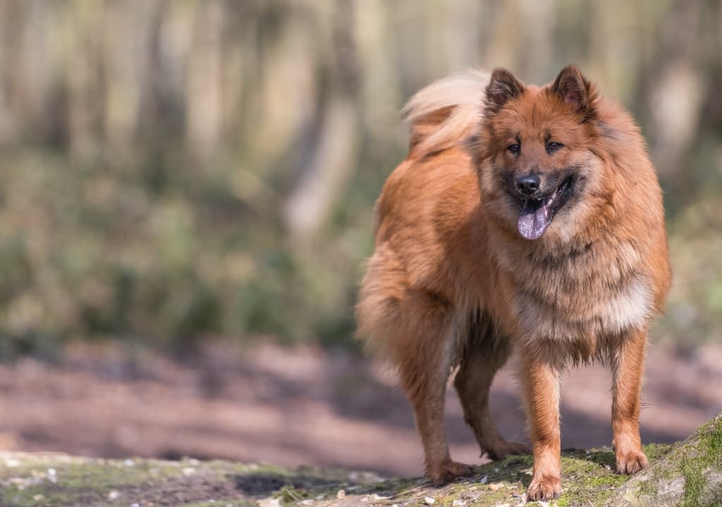 eurasier