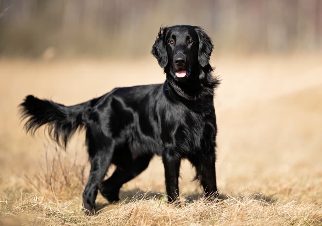 flat-coated-retriever