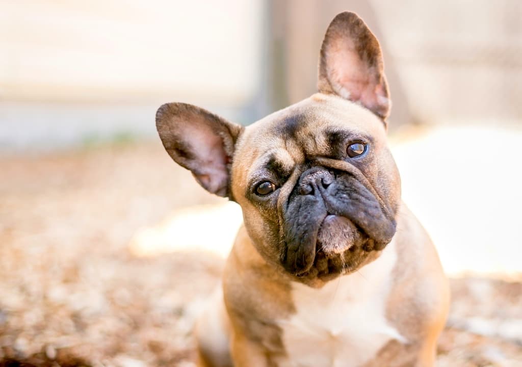 french-bulldog