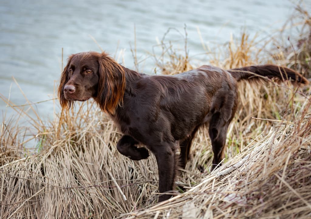 german-longhaired-pointer