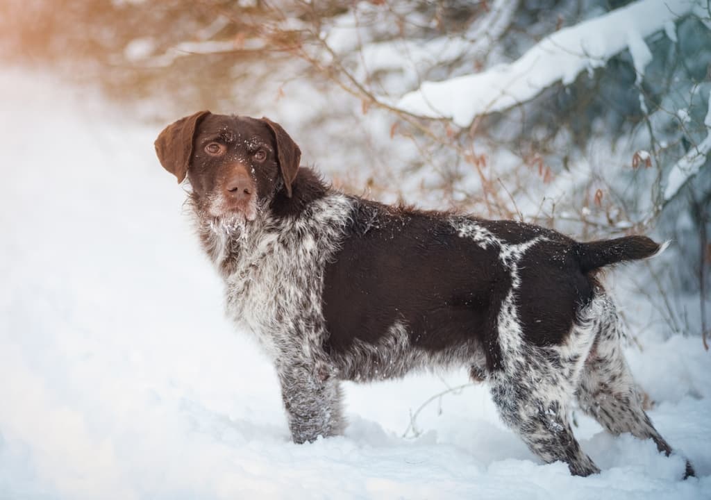 german-wirehaired-pointer