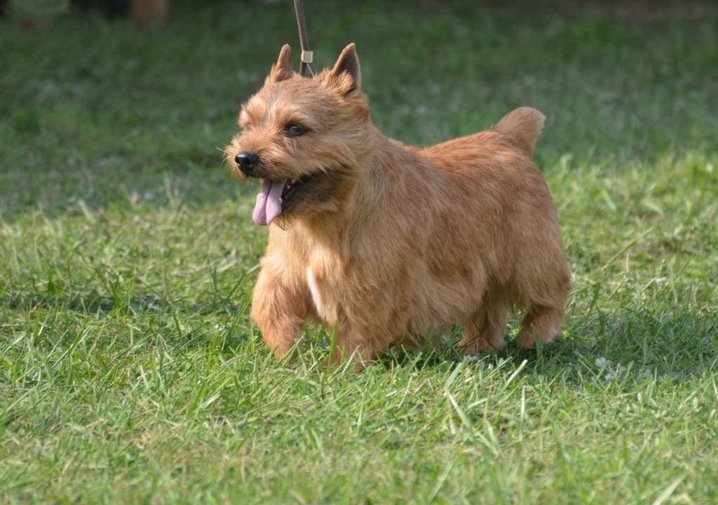 glen-of-imaal-terrier