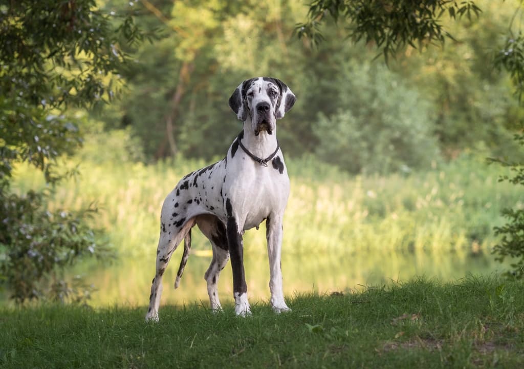 great-dane