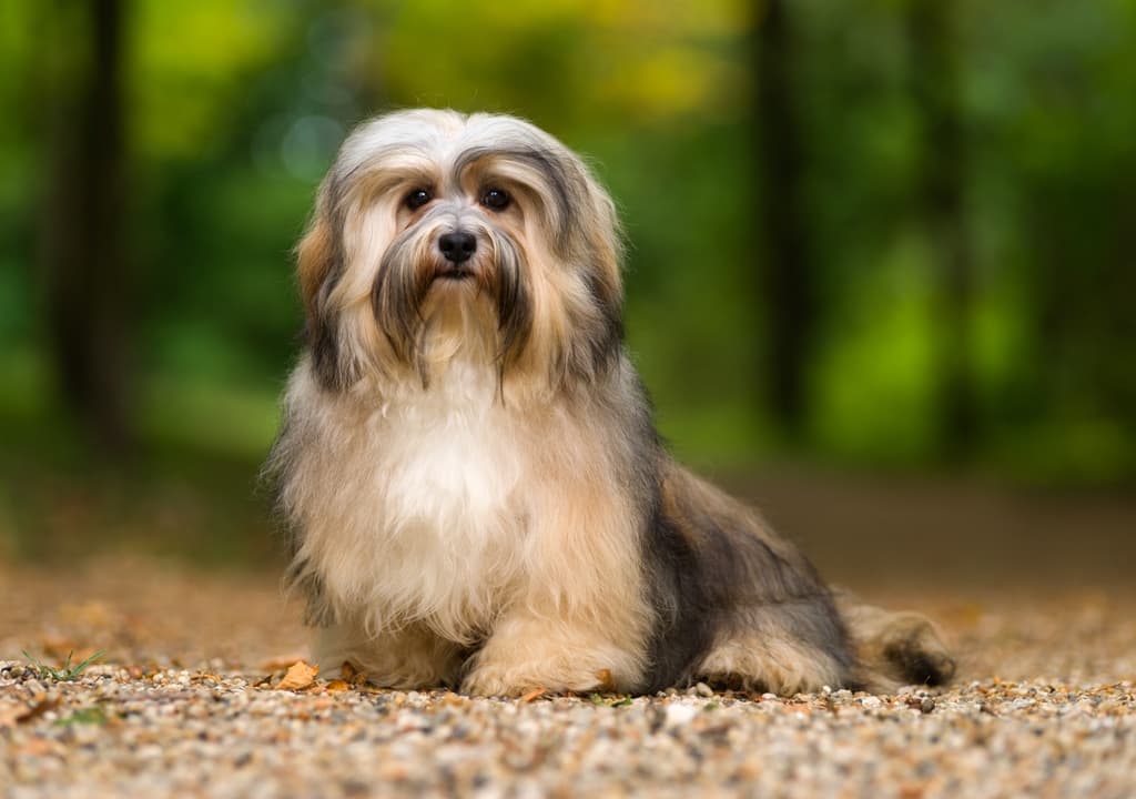 havanese