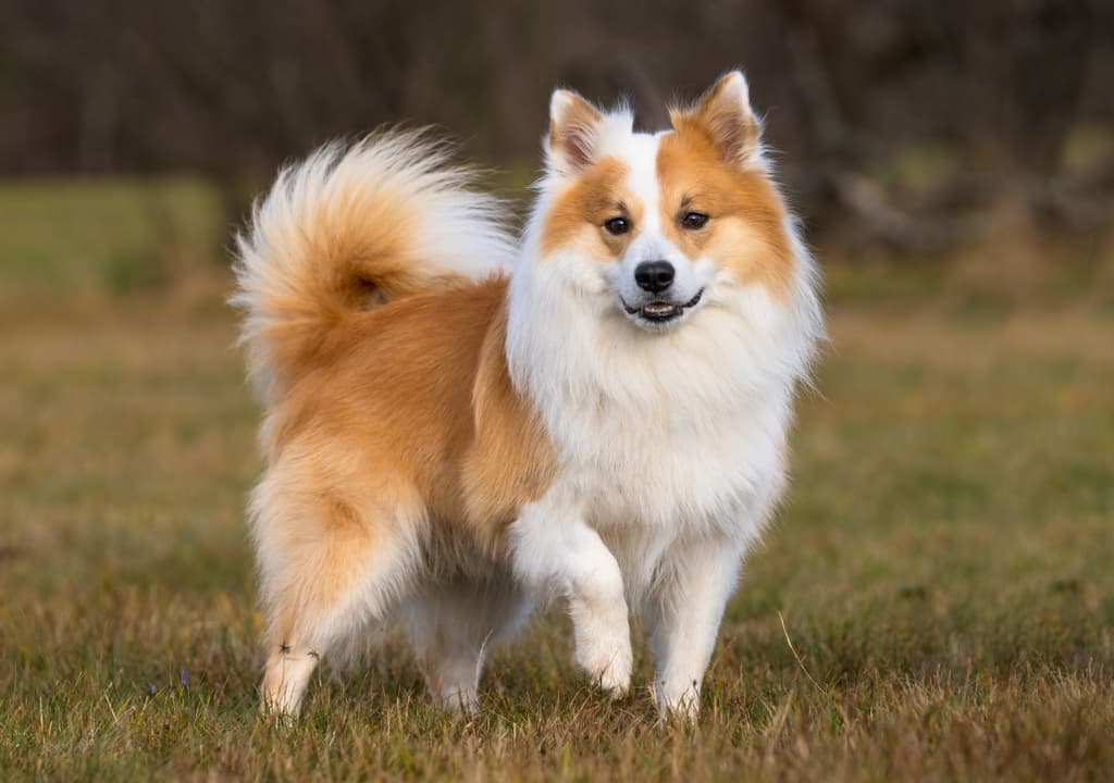 icelandic-sheepdog