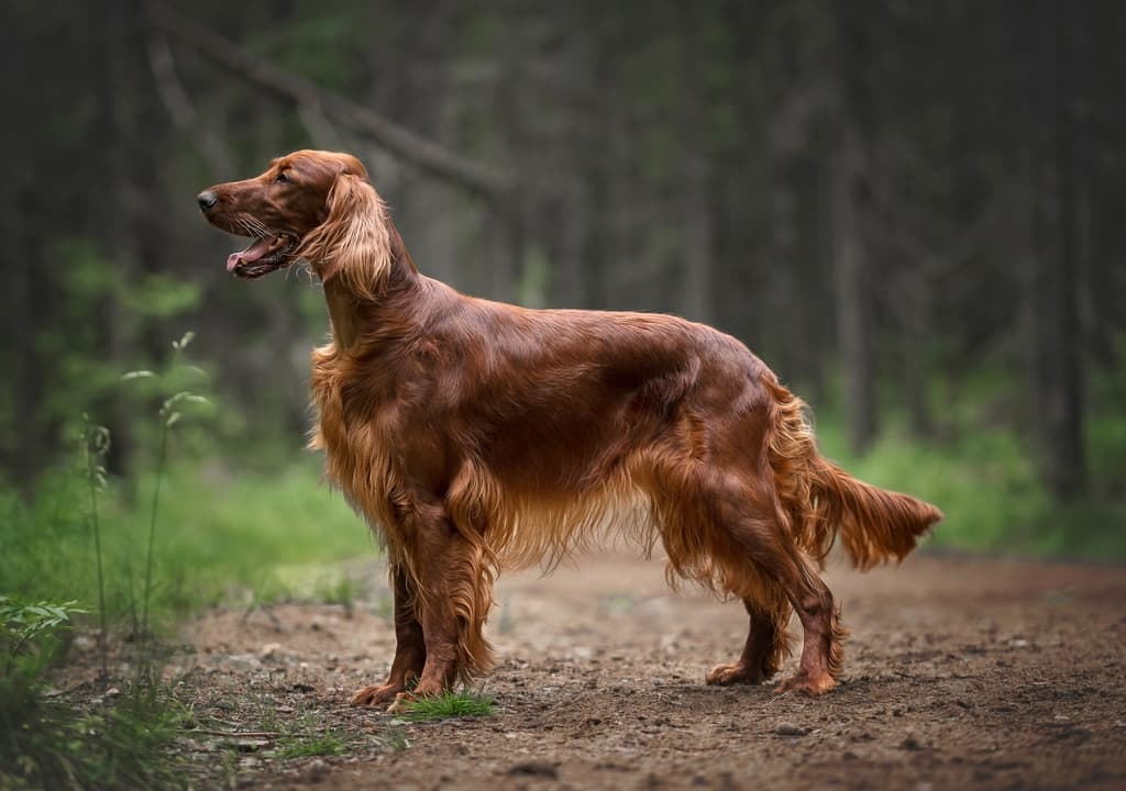 irish-setter
