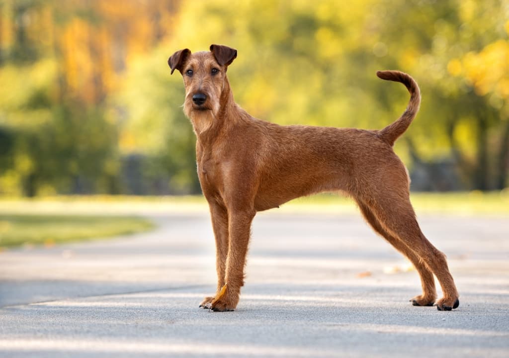 irish-terrier