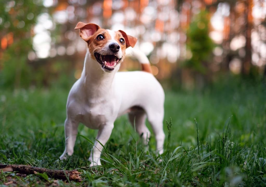 jack-russell-terrier