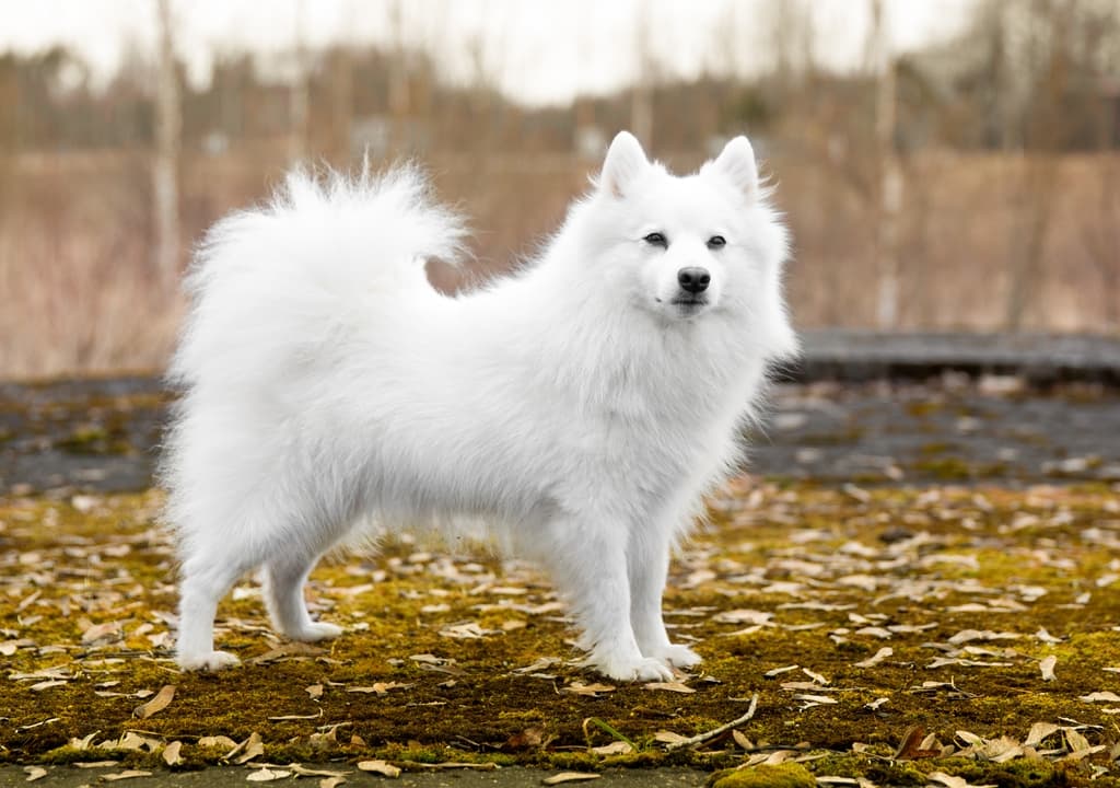 japanese-spitz