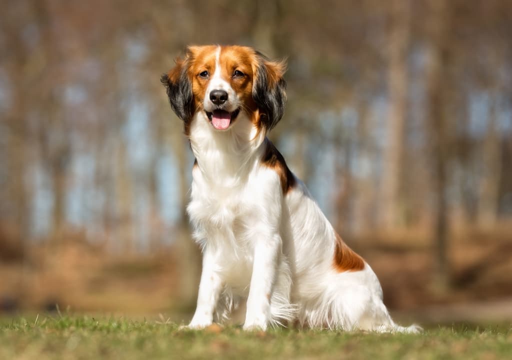 kooikerhondje