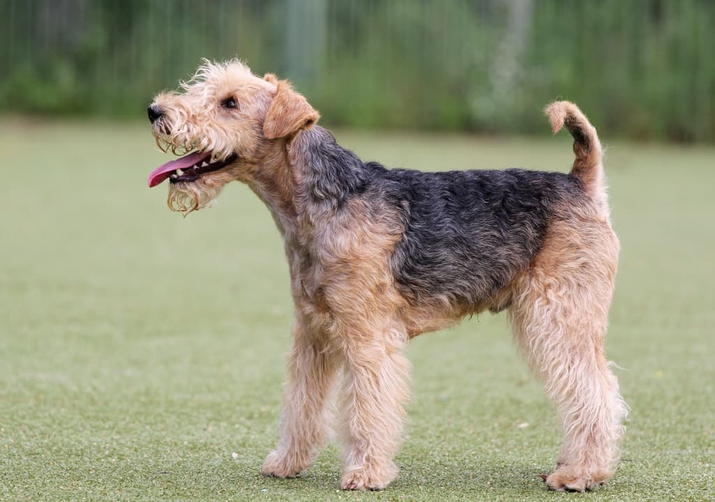 lakeland-terrier