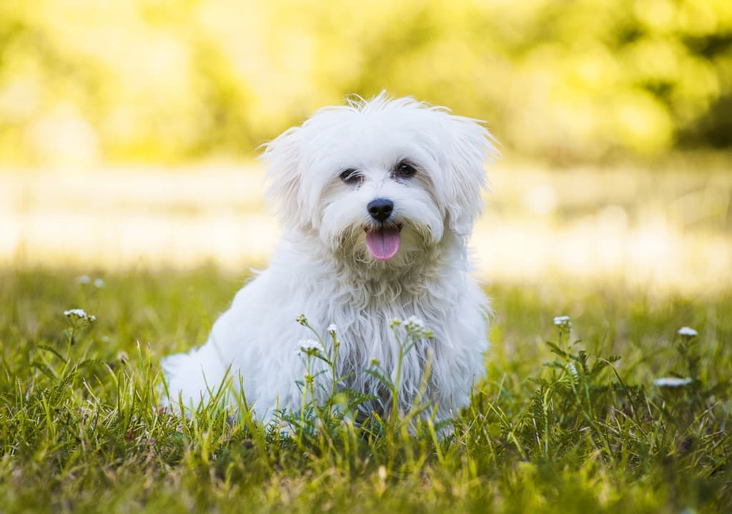 maltese