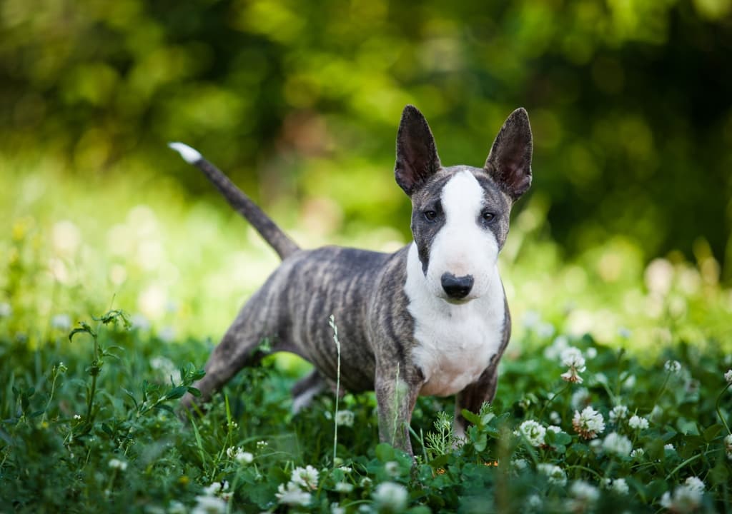 miniature-bull-terrier
