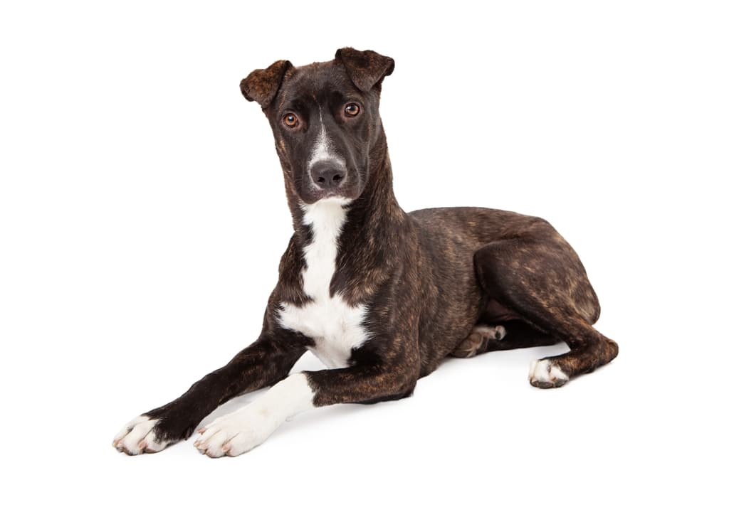 mountain-cur