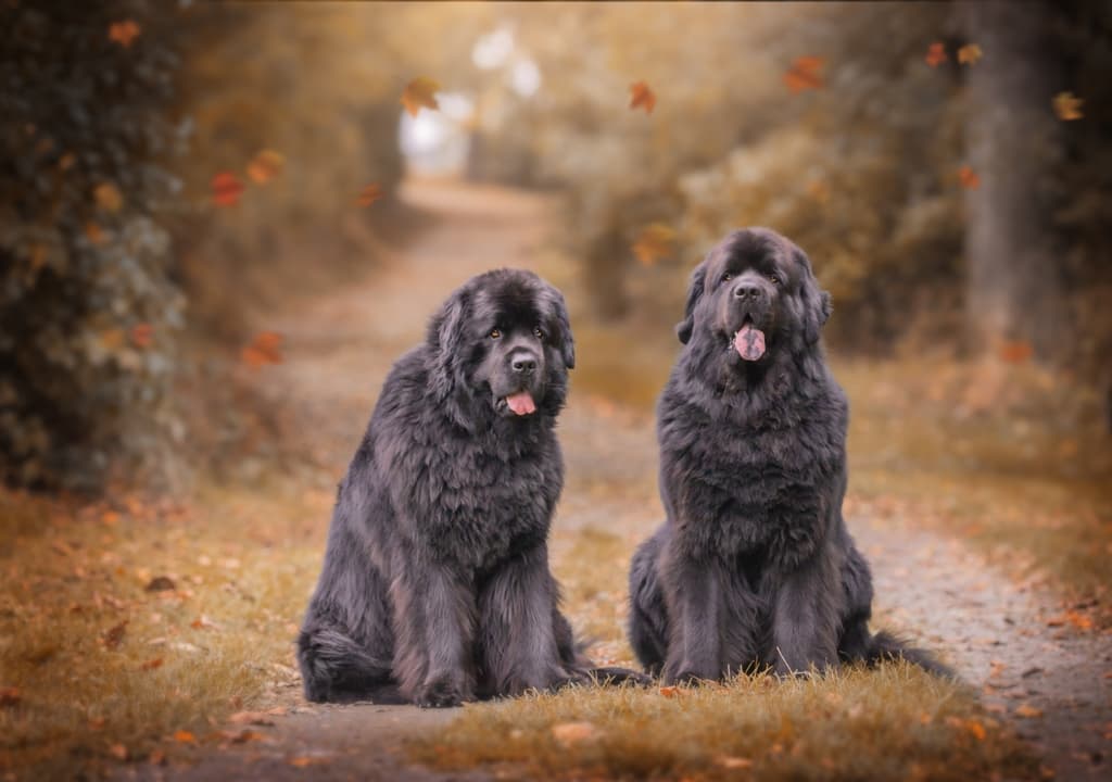 newfoundland