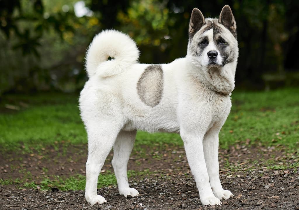 norwegian-buhund
