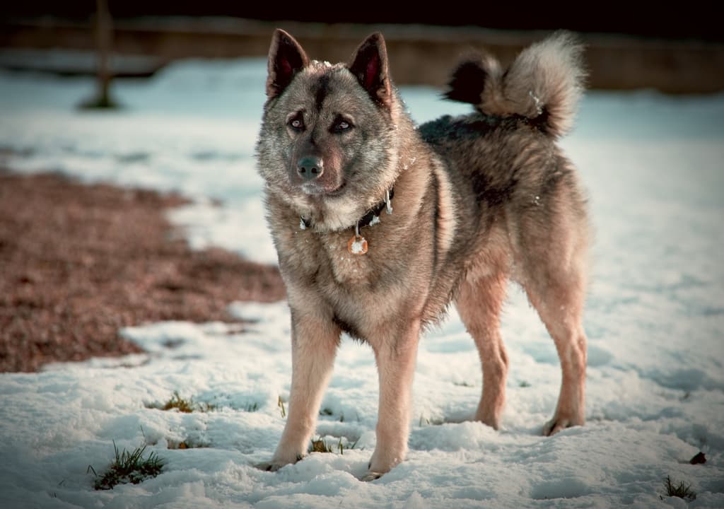 norwegian-elkhound