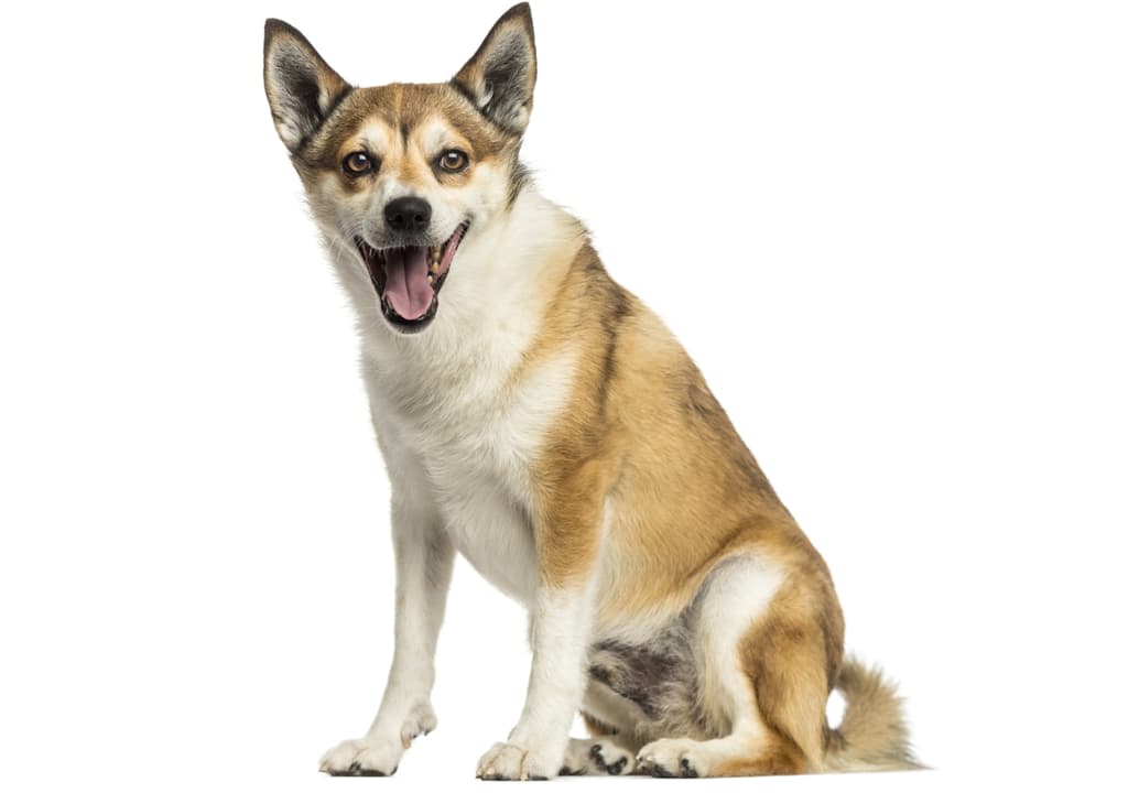 norwegian-lundehund