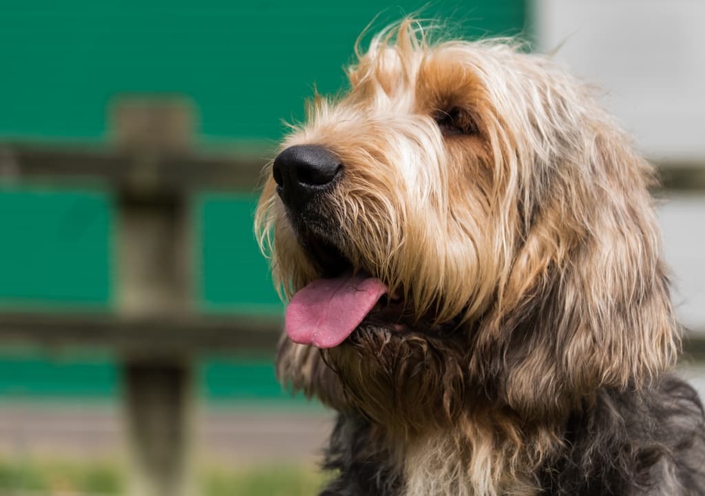 otterhound