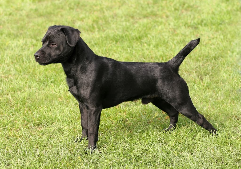 patterdale-terrier