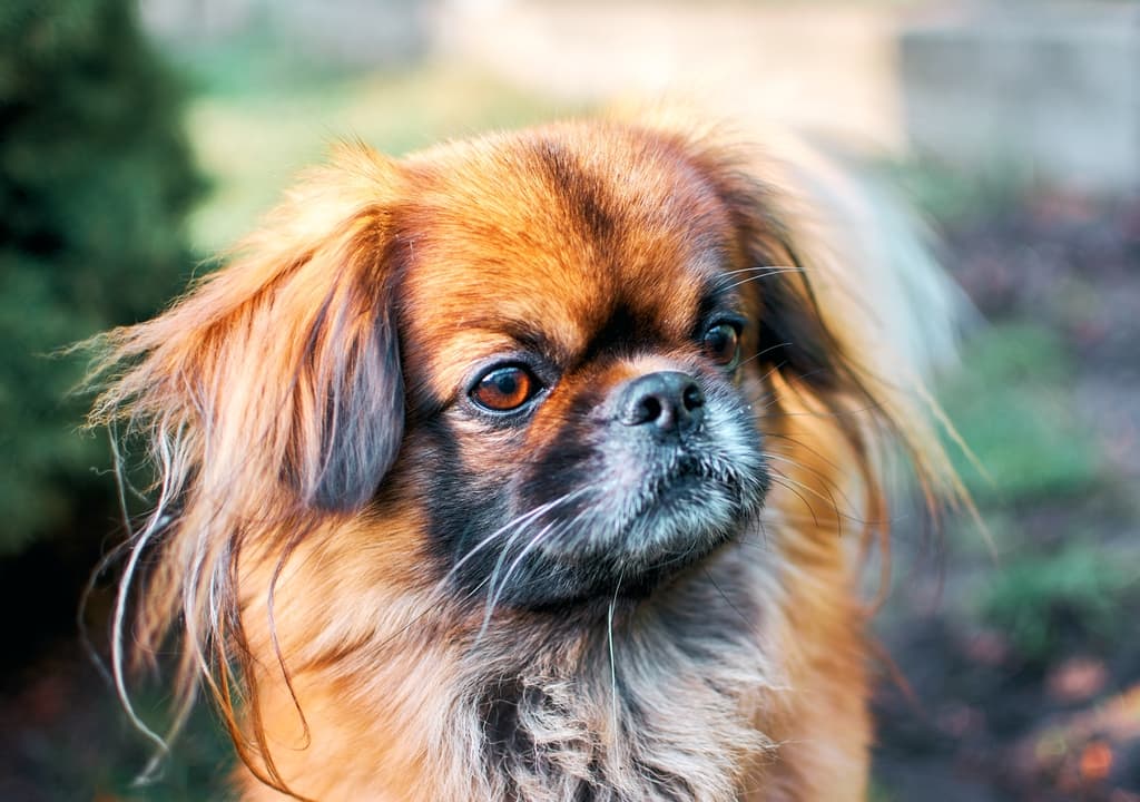 pekingese