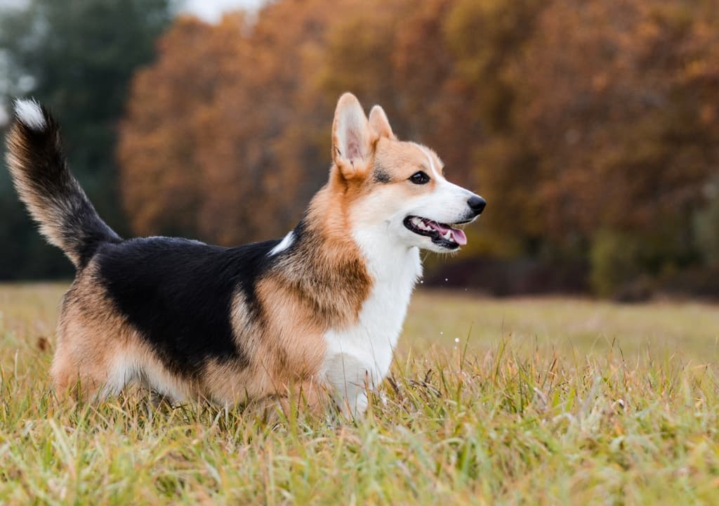 pembroke-welsh-corgi