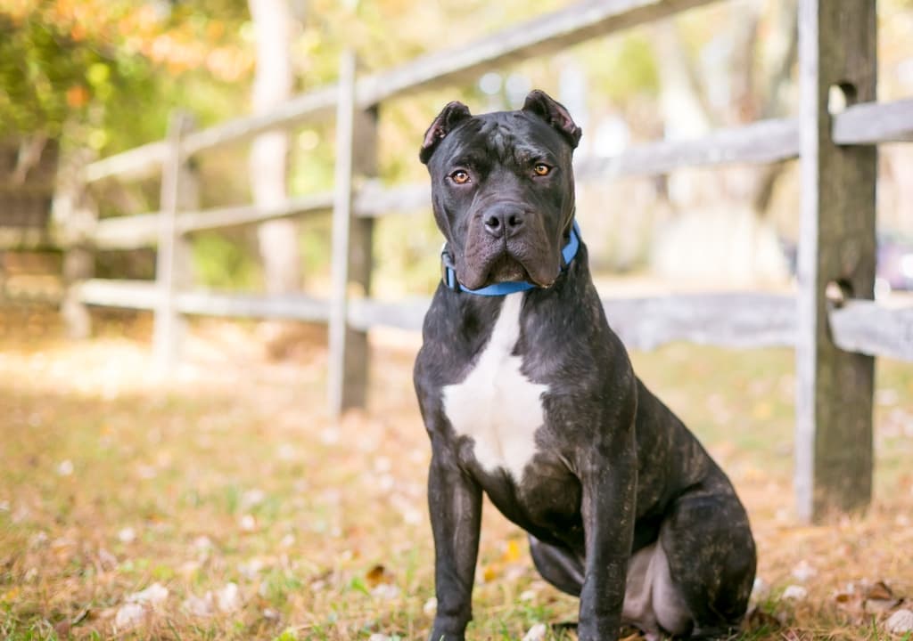 perro-de-presa-canario
