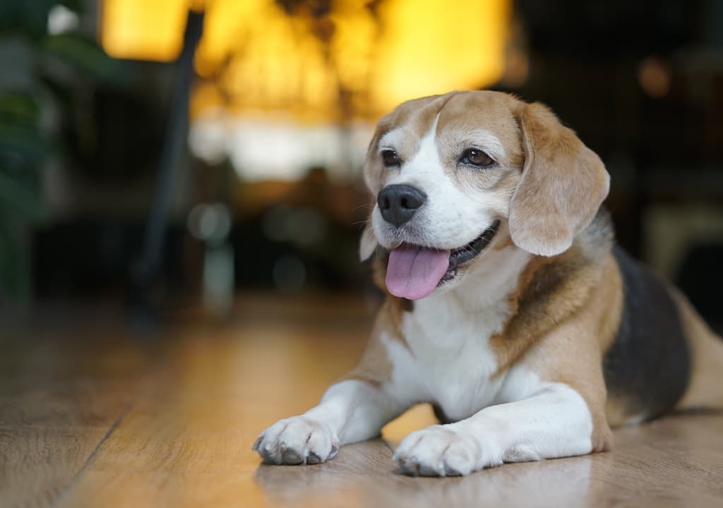 pocket-beagle