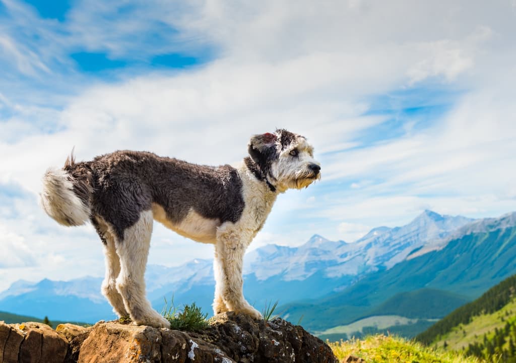 polish-lowland-sheepdog