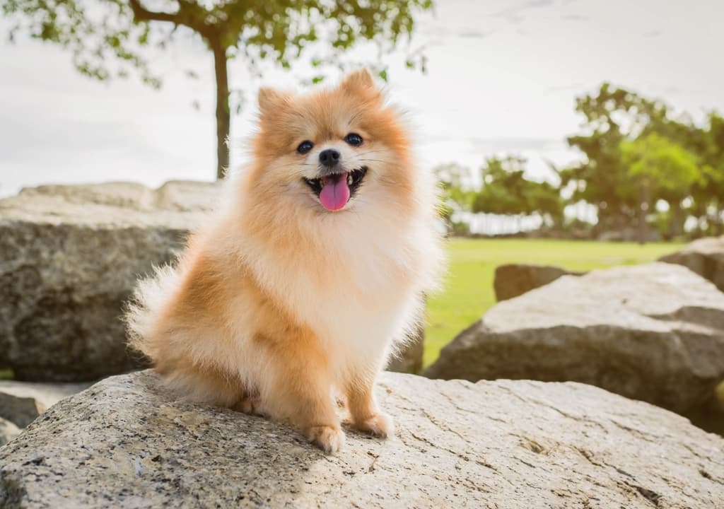 pomeranian