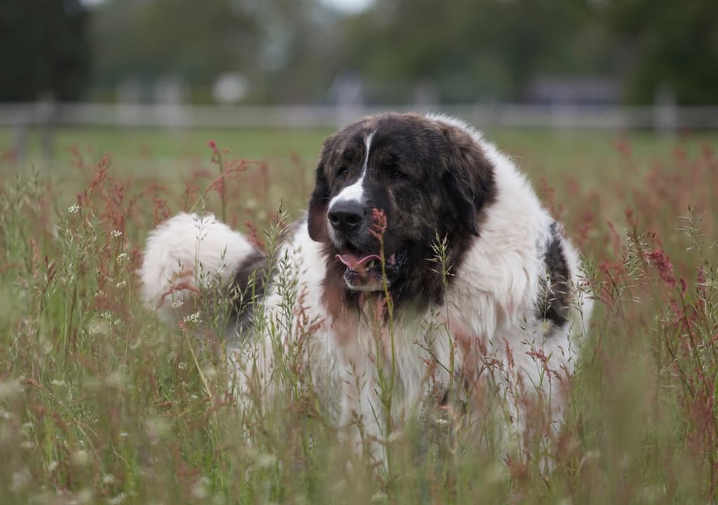 pyrenean-mastiff