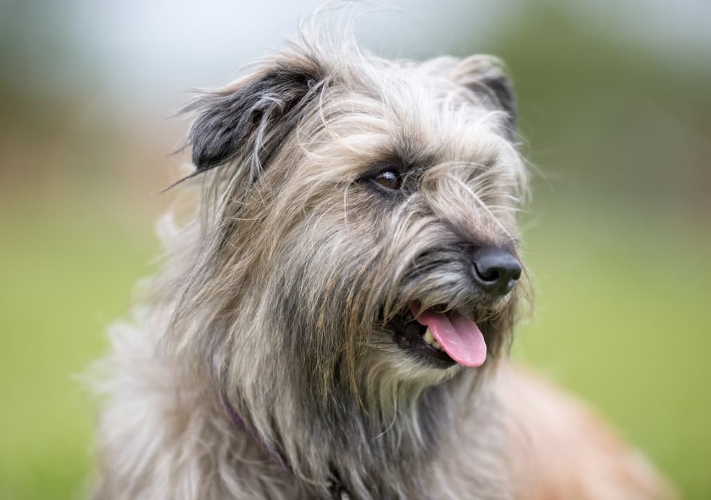 pyrenean-shepherd