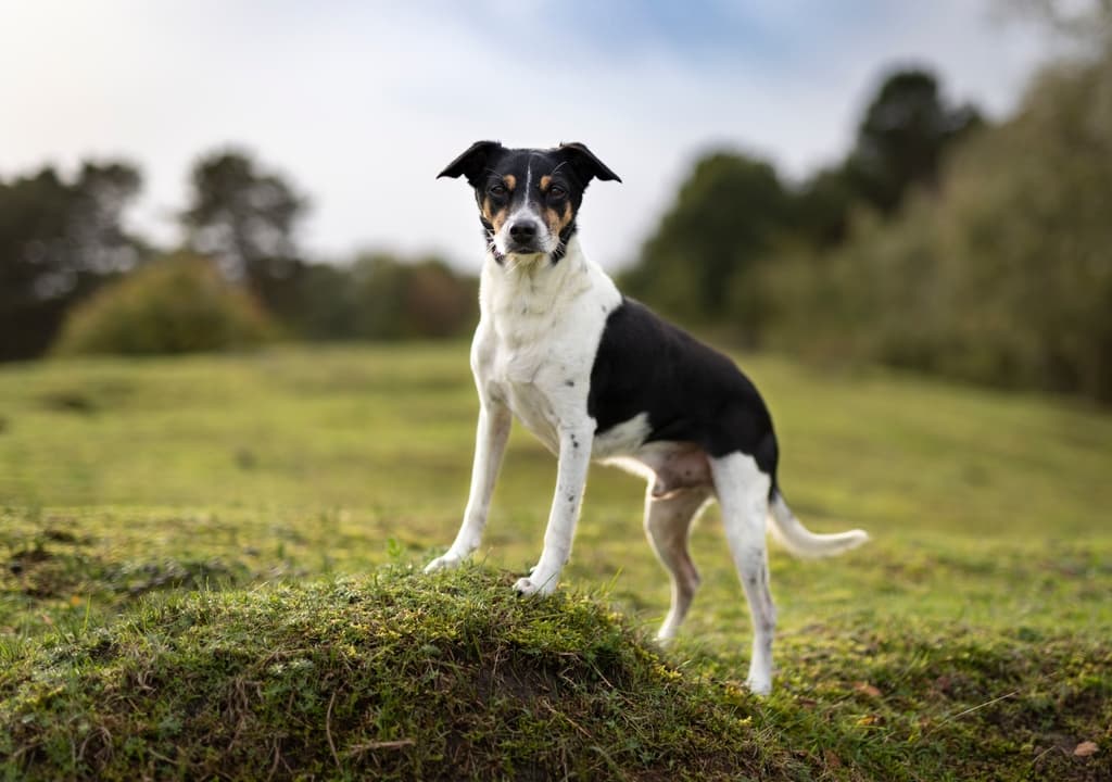 rat-terrier