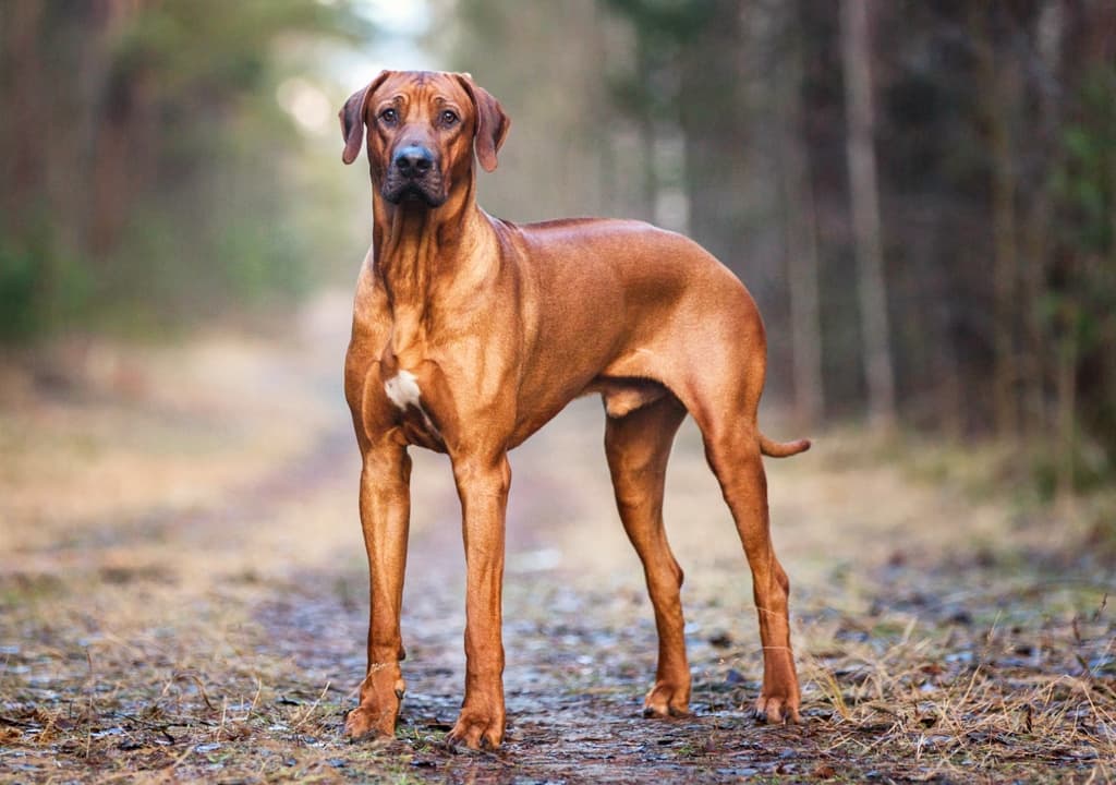 rhodesian-ridgeback