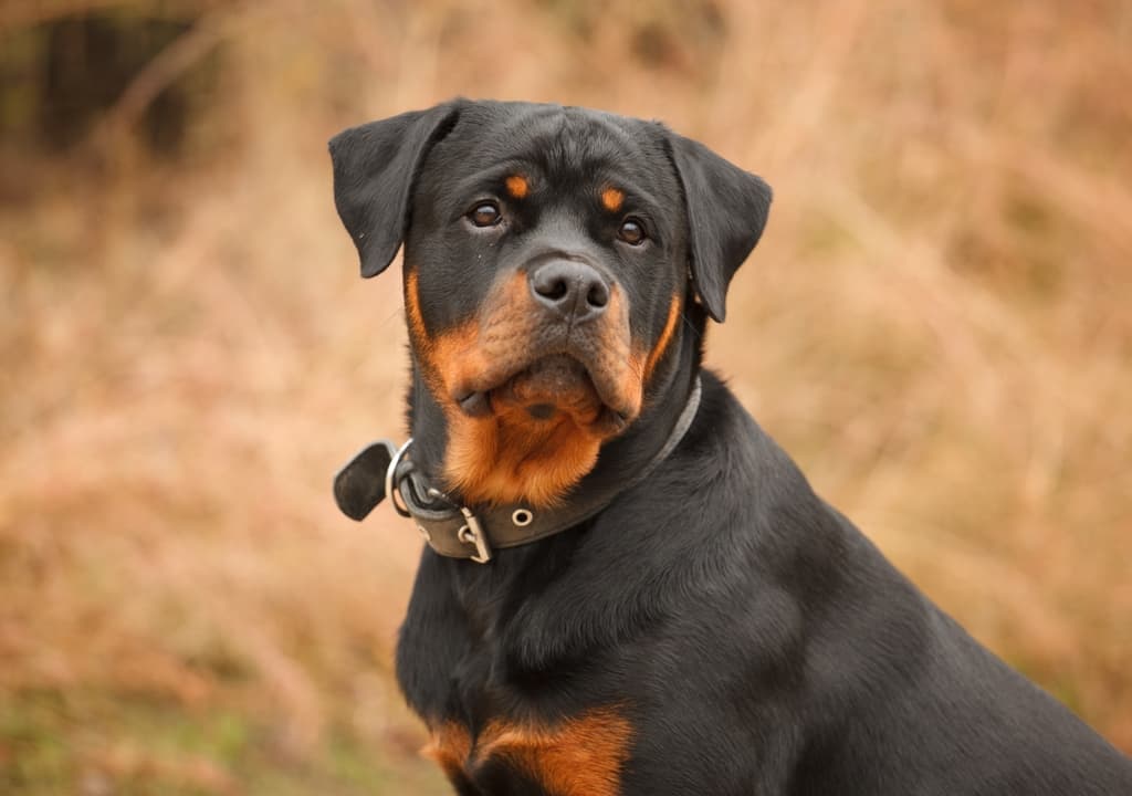 rottweiler