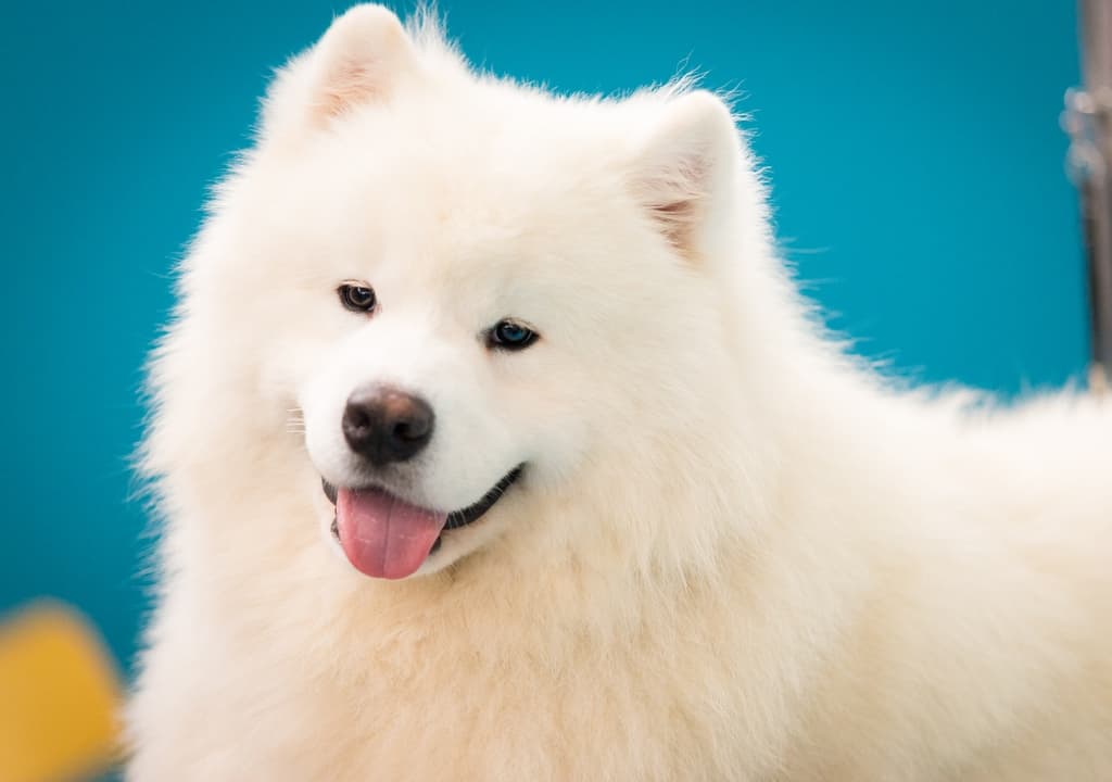 samoyed